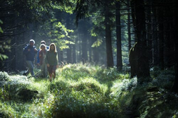 s1933_2903 Rennsteig Wanderer im Wald 2 (c) TTG.jpg